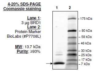 BRD1, His-tag Recombinant – Figure 1 of 1