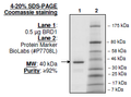 BRD1, GST-tag Recombinant – Figure 1 of 1
