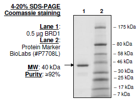 BRD1, GST-tag Recombinant – Figure 1 of 1