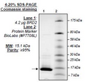 BRD2 (BD2), His-tag Recombinant – Figure 1 of 2