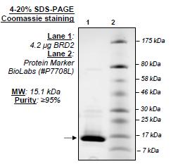 BRD2 (BD2), His-tag Recombinant – Figure 1 of 2