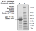 BRD2, GST-tag Recombinant – Figure 1 of 4