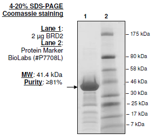 BRD2, GST-tag Recombinant – Figure 1 of 4