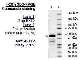 BRD2 (BD1+BD2), His-tag Recombinant – Figure 1 of 1