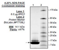BRD3 (BD2), His-tag Recombinant – Figure 1 of 1