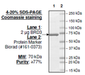 BRD3 (BD1+BD2), GST-tag Recombinant – Figure 1 of 2
