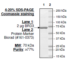 BRD3 (BD1+BD2), GST-tag Recombinant – Figure 1 of 2