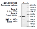 BRD4 (BD1), GST-tag Recombinant – Figure 1 of 2