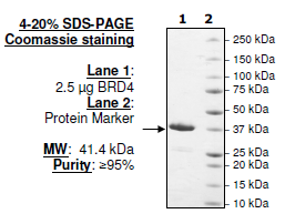 BRD4 (BD1), GST-tag Recombinant – Figure 1 of 2
