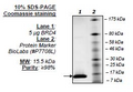 BRD4 (BD1), His-tag Recombinant – Figure 1 of 2
