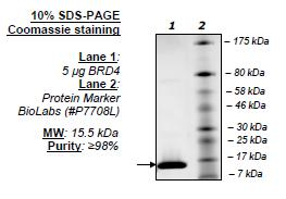 BRD4 (BD1), His-tag Recombinant – Figure 1 of 2