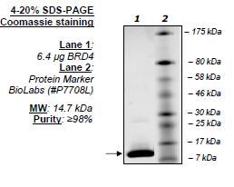 BRD4 (BD2), His-tag Recombinant – Figure 1 of 4