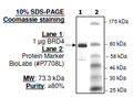 BRD4 (BD1+BD2), GST-Tag Recombinant – Figure 1 of 2