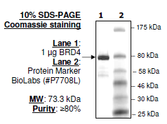 BRD4 (BD1+BD2), GST-Tag Recombinant – Figure 1 of 2