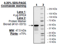 BRD4 (BD1+BD2), His-Tag Recombinant – Figure 1 of 2