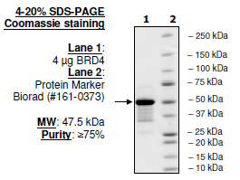 BRD4 (BD1+BD2), His-Tag Recombinant – Figure 1 of 2