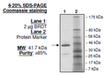 BRDT (BD2), GST-tag Recombinant – Figure 1 of 1