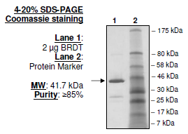BRDT (BD2), GST-tag Recombinant – Figure 1 of 1