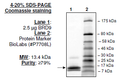 BRD9, His-Tag Recombinant – Figure 1 of 1