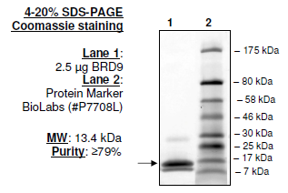 BRD9, His-Tag Recombinant – Figure 1 of 1