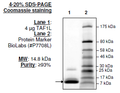 TAF1L (BD1), His-tag Recombinant – Figure 1 of 1