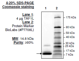TAF1L (BD1), His-tag Recombinant – Figure 1 of 1