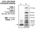 TAF1L (BD2), His-tag Recombinant – Figure 1 of 1