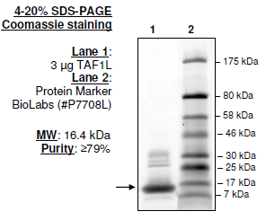 TAF1L (BD2), His-tag Recombinant – Figure 1 of 1