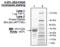 TAF1L (BD1), GST-tag Recombinant – Figure 1 of 1