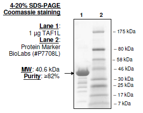 TAF1L (BD1), GST-tag Recombinant – Figure 1 of 1