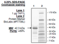 TAF1L (BD2), GST-tag Recombinant – Figure 1 of 2