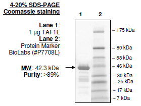 TAF1L (BD2), GST-tag Recombinant – Figure 1 of 2