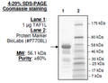 TAF1L (BD1+BD2), GST-tag Recombinant – Figure 1 of 2