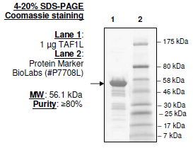 TAF1L (BD1+BD2), GST-tag Recombinant – Figure 1 of 2