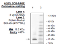 ATAD2A, His-tag Recombinant – Figure 1 of 1