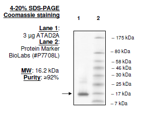 ATAD2A, His-tag Recombinant – Figure 1 of 1