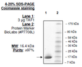 TAF1 (BD2), His-tag Recombinant – Figure 1 of 1
