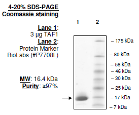 TAF1 (BD2), His-tag Recombinant – Figure 1 of 1