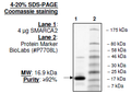 SMARCA2, His-tag Recombinant – Figure 1 of 1