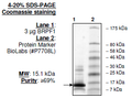 BRPF1, His-tag Recombinant – Figure 1 of 1