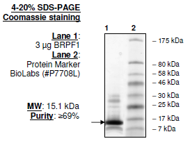 BRPF1, His-tag Recombinant – Figure 1 of 1