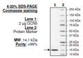 GCN5 (727-837), His-tag Recombinant – Figure 1 of 1