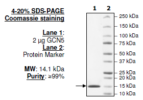 GCN5 (727-837), His-tag Recombinant – Figure 1 of 1