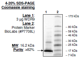 WDR9/BRWD1 (BD2), His-tag Recombinant – Figure 1 of 1