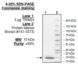 TRIM24 (TIF1), His-tag Recombinant – Figure 1 of 1