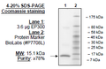 P300 (1046-1163), His-tag Recombinant – Figure 1 of 1