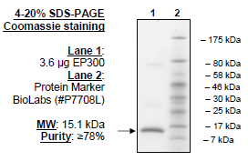 P300 (1046-1163), His-tag Recombinant – Figure 1 of 1