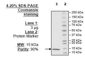 CREBBP (KAT3A), His-tag Recombinant – Figure 1 of 1