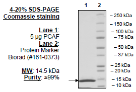 PCAF (KAT2B), His-tag Recombinant – Figure 1 of 1