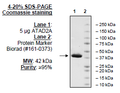 ATAD2A, GST-tag Recombinant – Figure 1 of 2